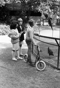 128824 Afbeelding van enkele kinderen bij de papegaai Lorre in het Julianapark te Utrecht.